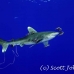 shark_whitetip_oceanic_dae_h_0063_egy0716_rv.jpg